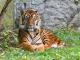 Malayan Tiger
