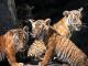 Malayan Tiger
