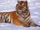 Siberian Tiger