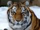 Siberian Tiger