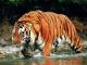 South China Tiger