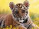 South China Tiger