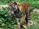 Sumatran Tiger