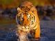 Sumatran Tiger