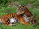 Sumatran Tiger